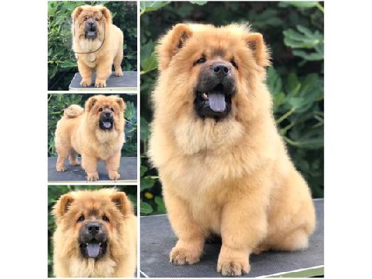 Chow Chow, υπέροχα κουτάβια